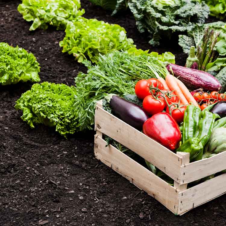 A crate of tomatoes, eggplant, and other vegetables in a crate.